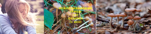 PSILOCYBIN Алексин